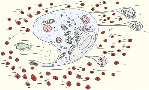 Les cellules - Le macrophage